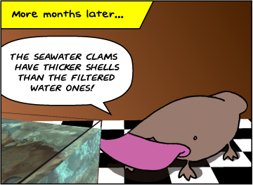 More months later... | (one tank is labeled "Control" while the other is labeled "Variable") | Zeke: The clams in the seawater have thicker shells than the distilled water ones!